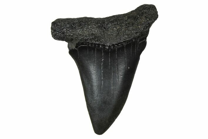 Fossil Broad-Toothed Mako Tooth - South Carolina #374773